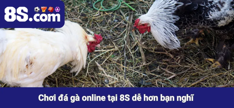 Đá gà 8S