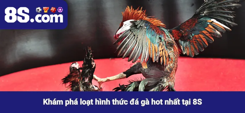 Khám phá loạt hình thức đá gà hot nhất tại 8S