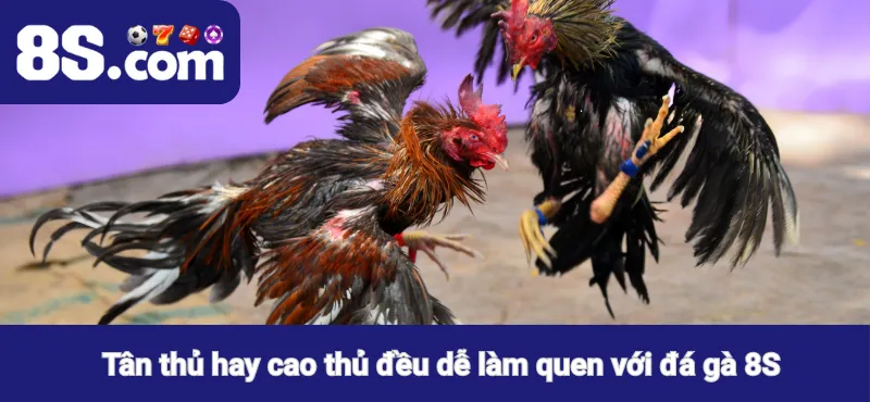 Tân thủ hay cao thủ đều dễ làm quen với đá gà 8S